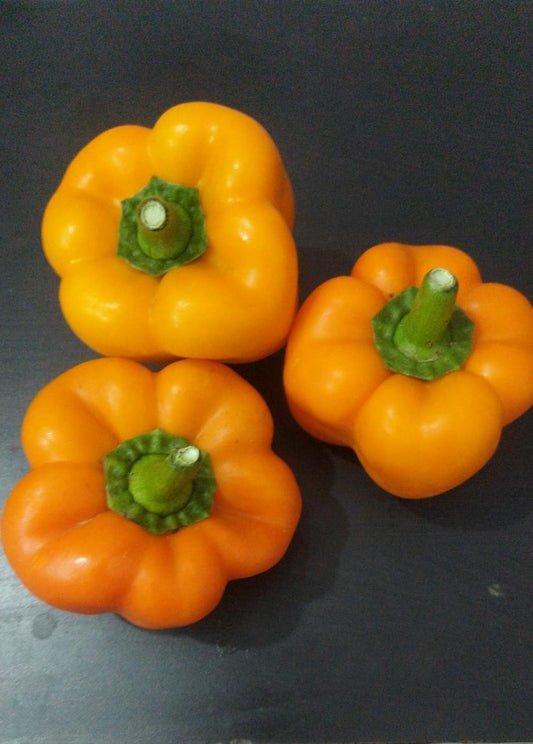 Hydroponic Orange fruity Bell peppers